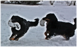 wilde Jagd 2010