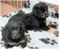 zwei Br�der
